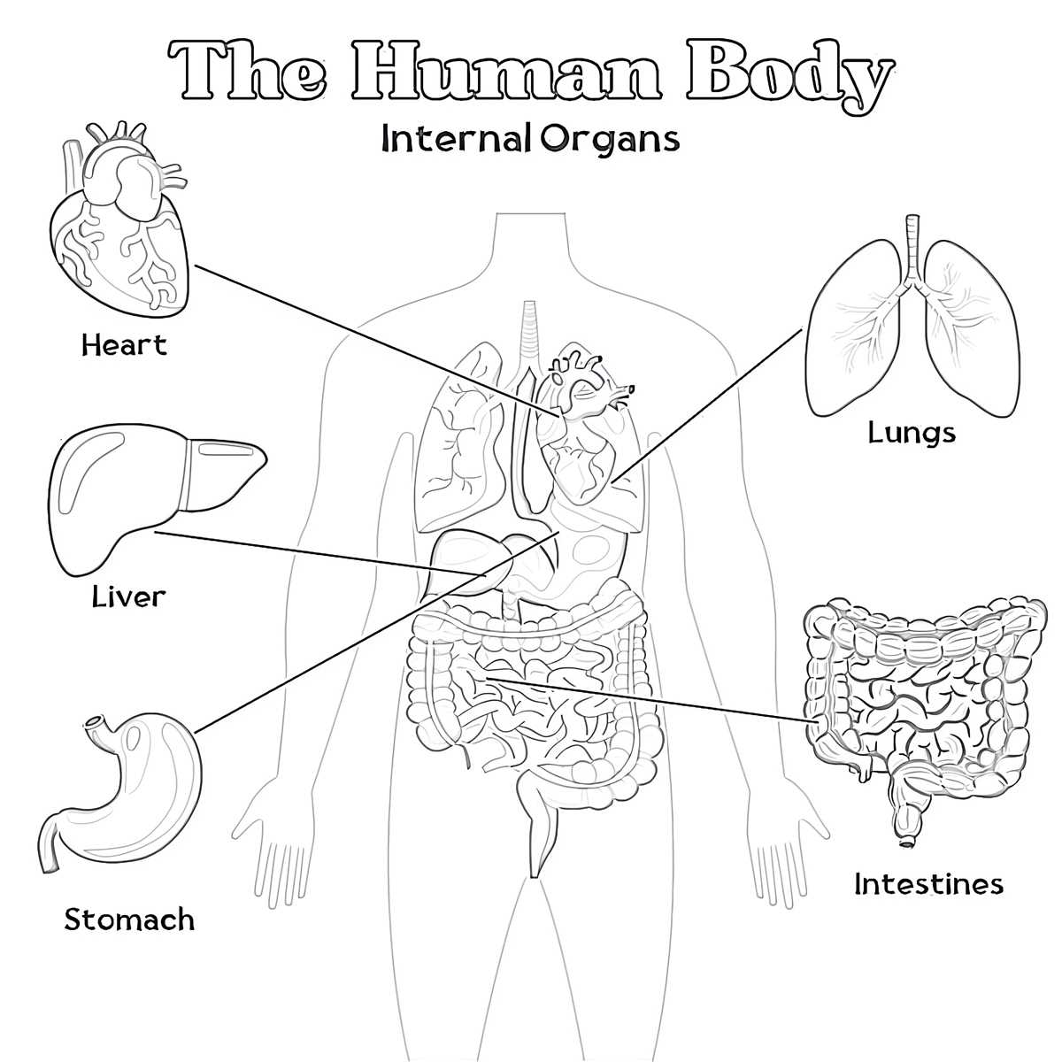 printable heart anatomy coloring pages printable heart anatomy coloring pages