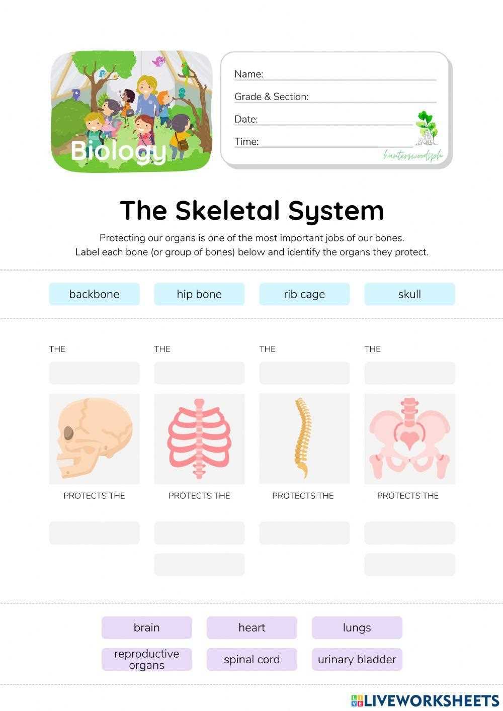 skeletal system printable worksheets skeletal system printable worksheets