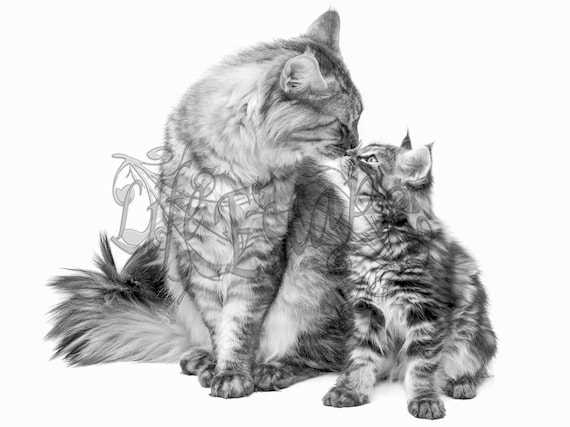 free printable coloring pages kittens
