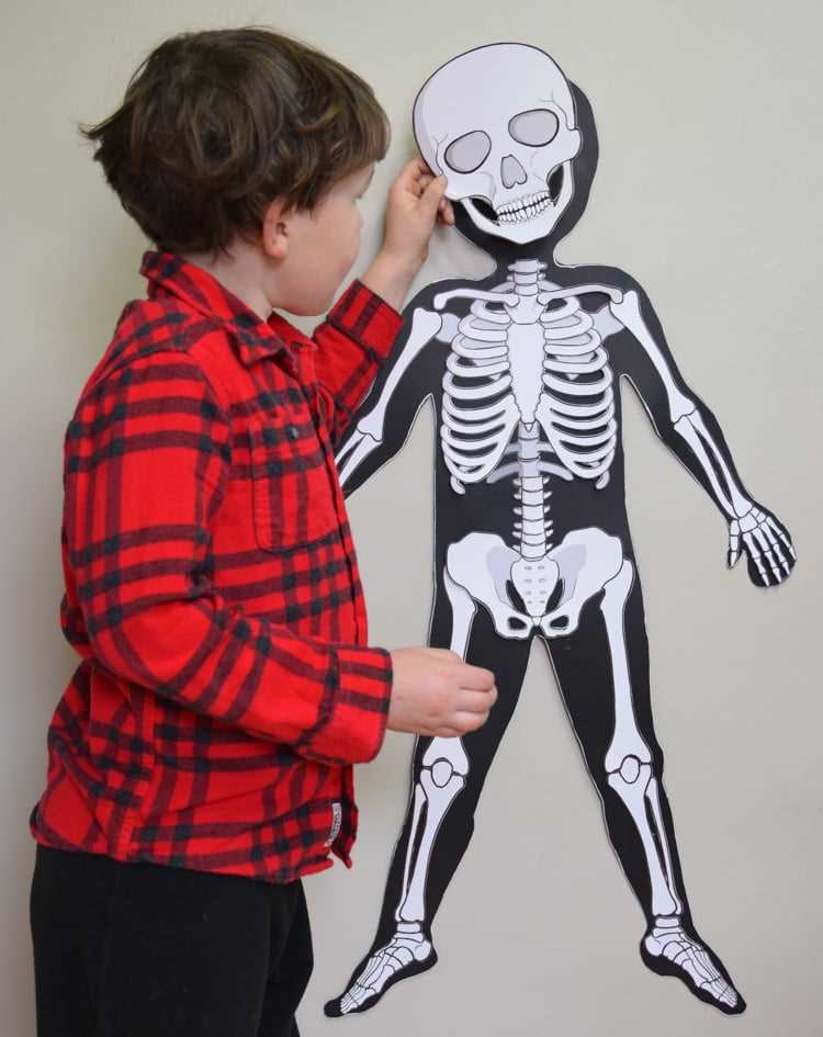 large skeleton cut out printable large skeleton cut out printable