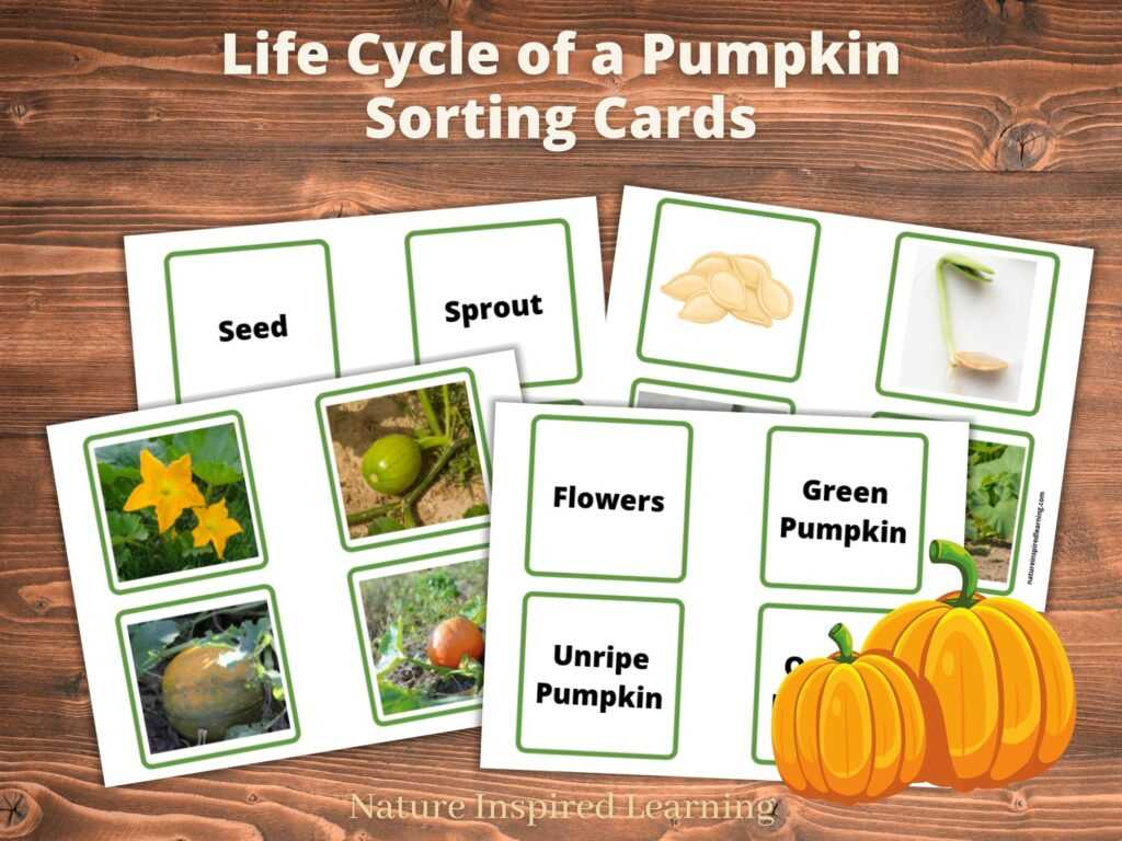 life cycle of a pumpkin printable life cycle of a pumpkin printable