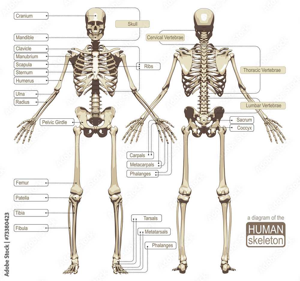 printable human skeleton diagram printable human skeleton diagram