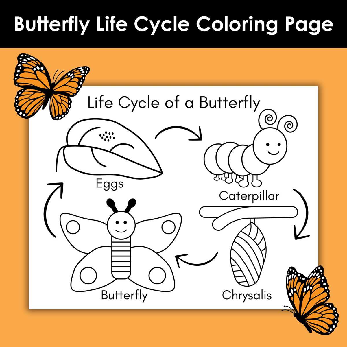 printable life cycle a butterfly printable life cycle a butterfly