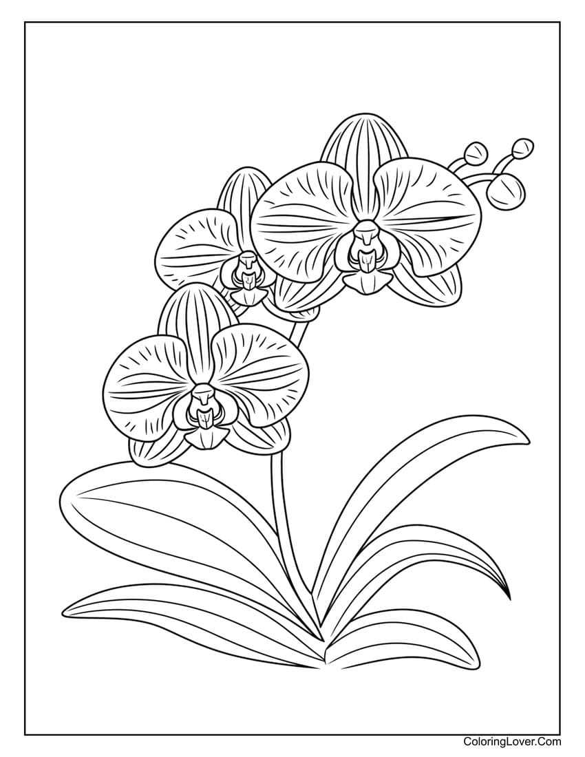 flower coloring sheets printable free flower coloring sheets printable free