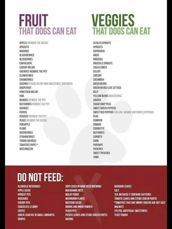 list of foods dogs cant eat printable list of foods dogs cant eat printable