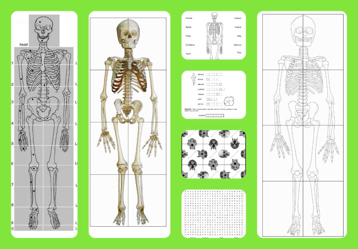 printable skeleton free printable skeleton free