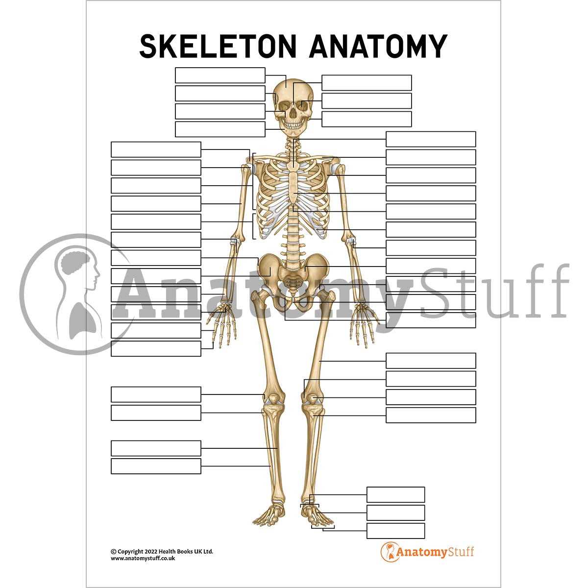skeleton bone printable skeleton bone printable