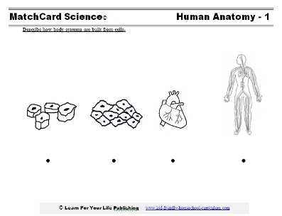 printable anatomy worksheets printable anatomy worksheets