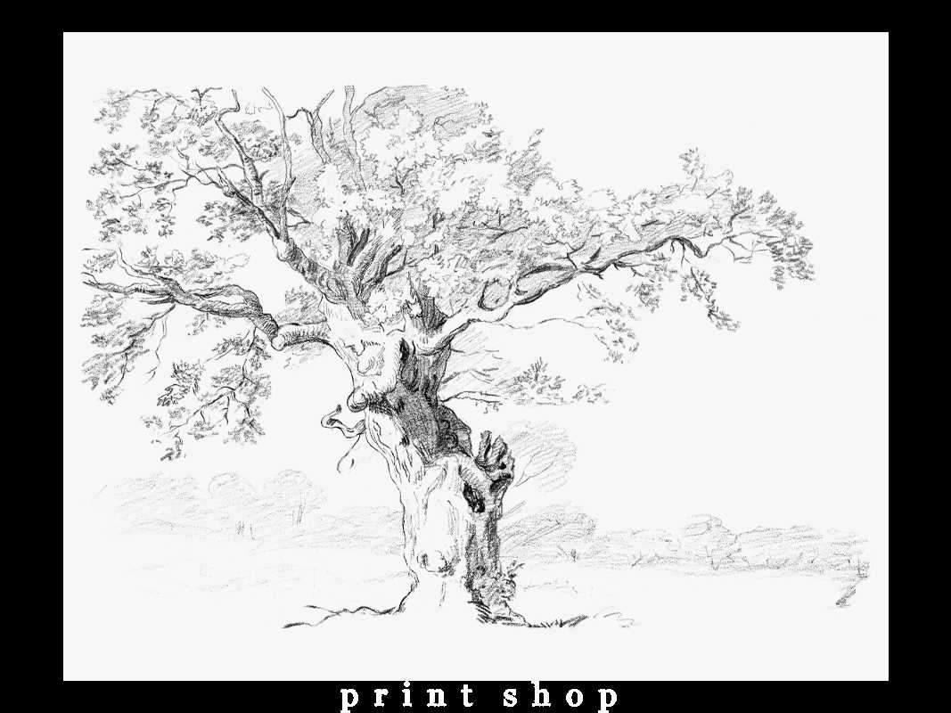 oak tree printable oak tree printable
