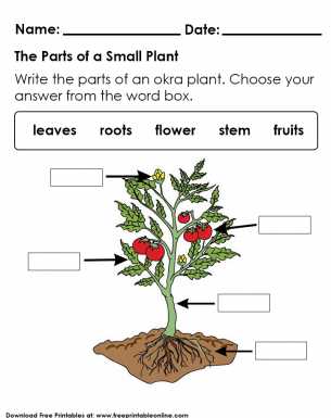 parts of a plant printable parts of a plant printable