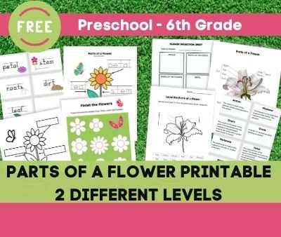 free printable parts of a flower worksheet free printable parts of a flower worksheet