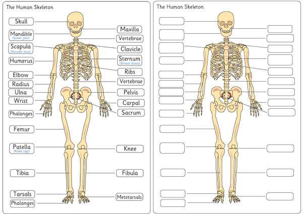 printable human skeleton diagram printable human skeleton diagram