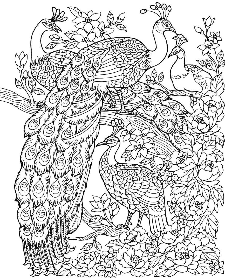 peacock printable coloring pages peacock printable coloring pages