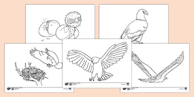 printable eagle coloring pages printable eagle coloring pages