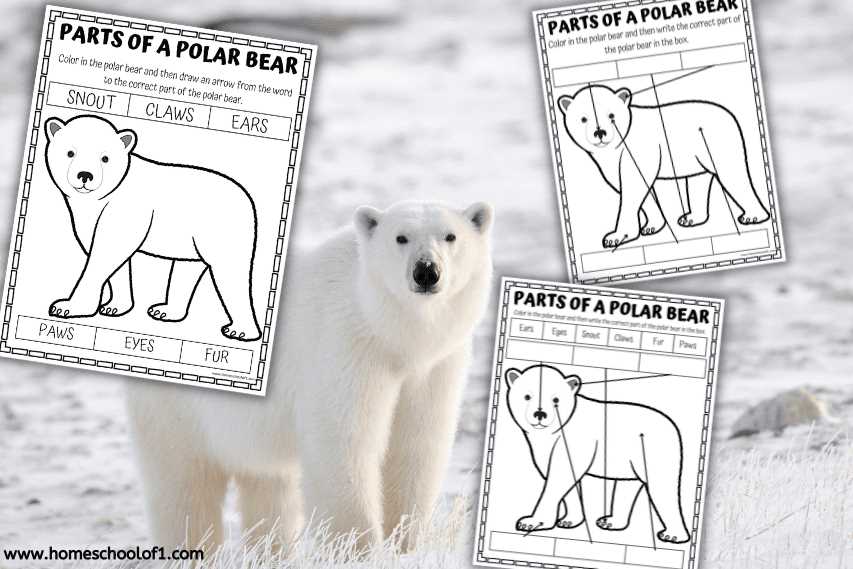 polar bear pictures printable
