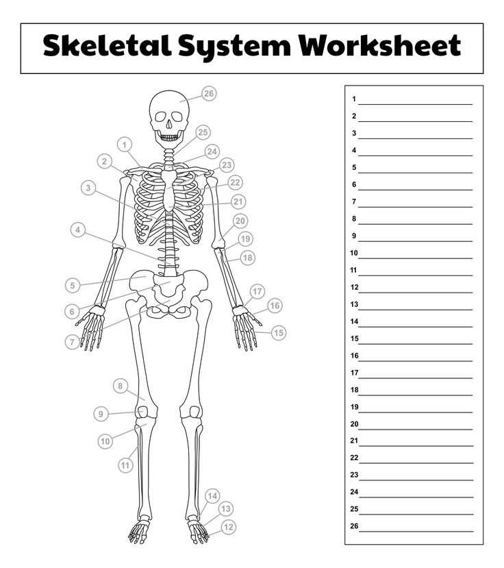 printable anatomy worksheets printable anatomy worksheets