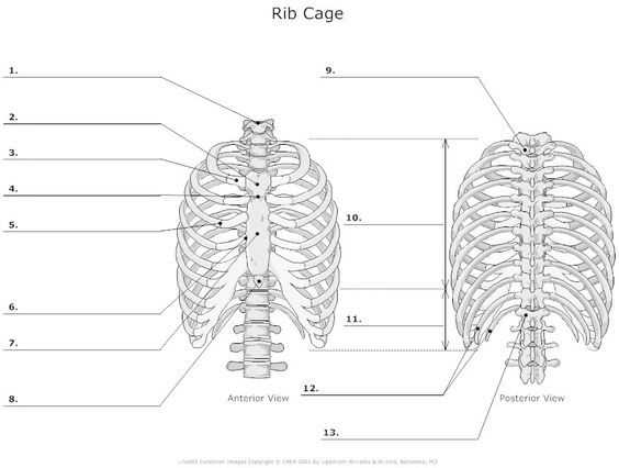 printable anatomy worksheets printable anatomy worksheets