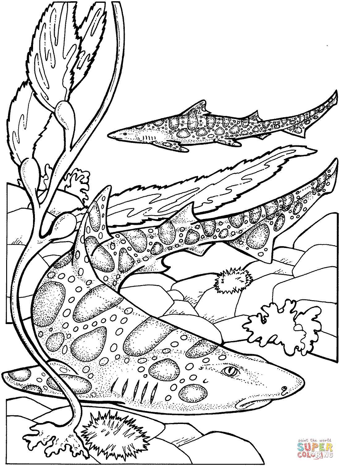 printable coloring pages of sharks printable coloring pages of sharks