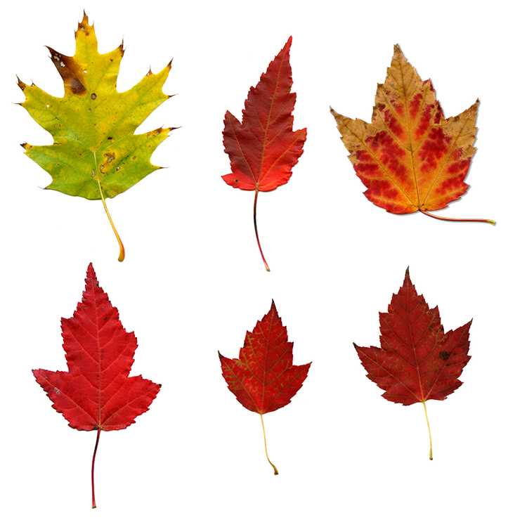 printable cut out fall leaves