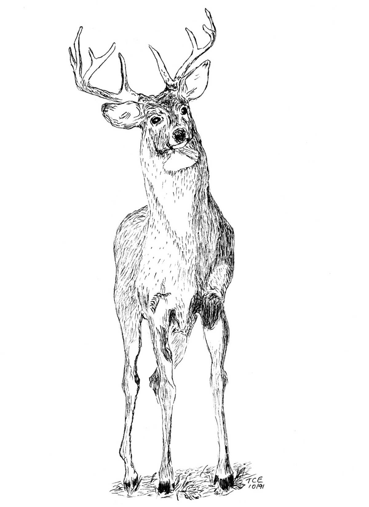 printable deer coloring pages