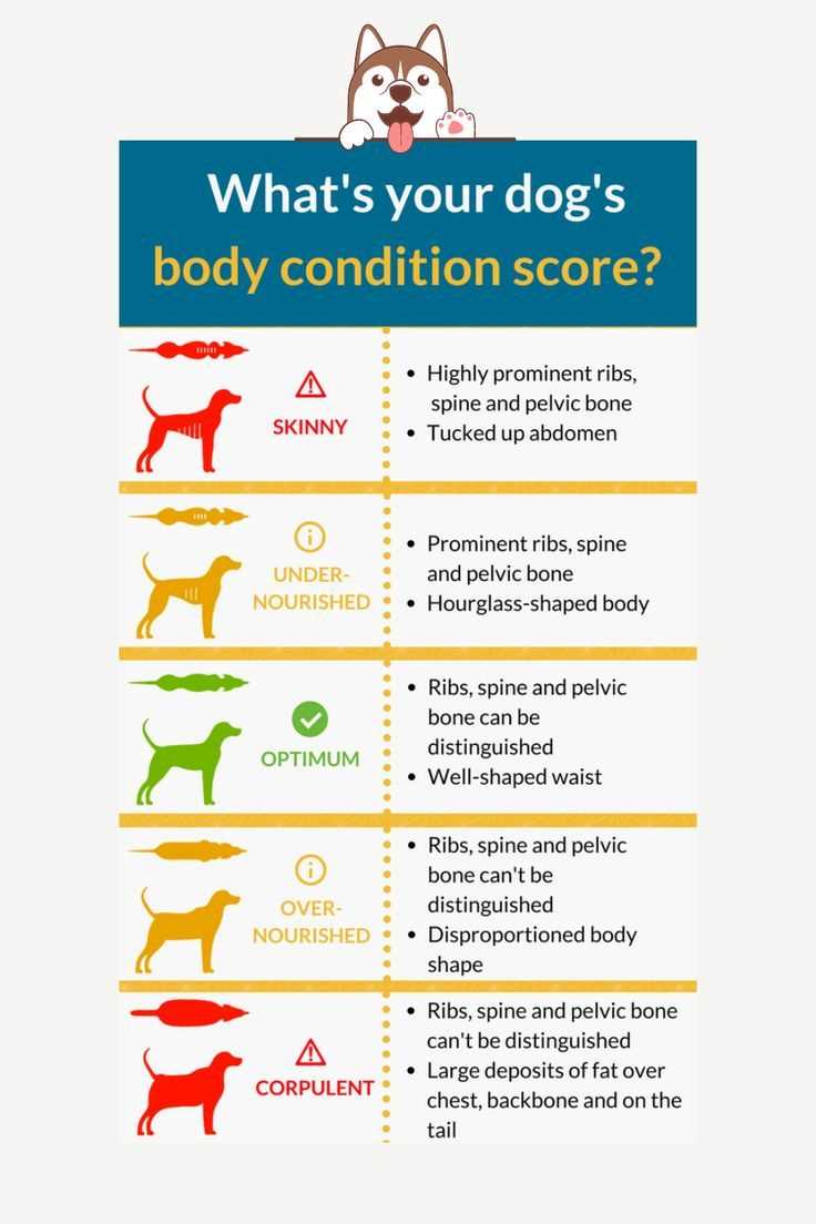 printable dog body condition score chart