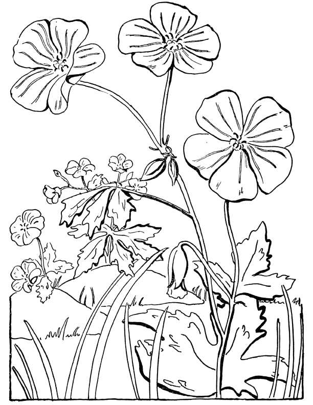 printable floral coloring pages