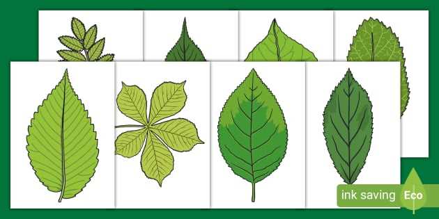 printable jungle leaf template printable jungle leaf template
