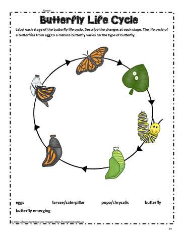 printable life cycle a butterfly printable life cycle a butterfly
