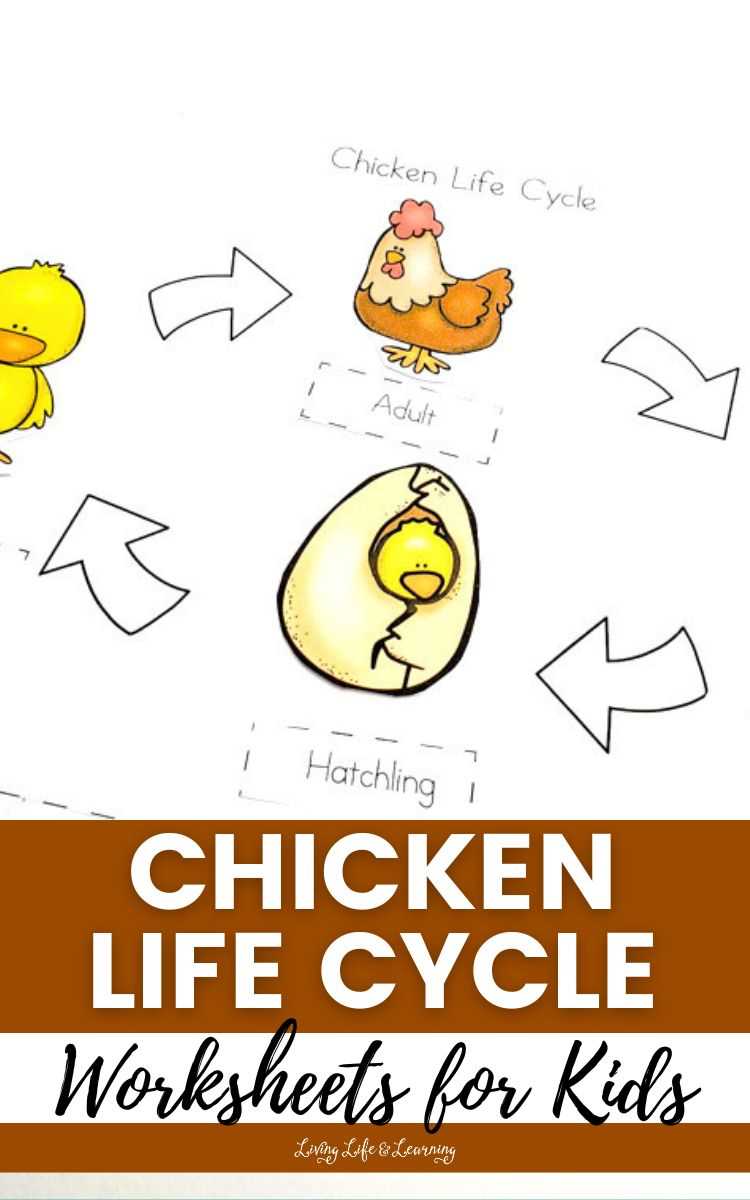 printable life cycle of a chicken printable life cycle of a chicken