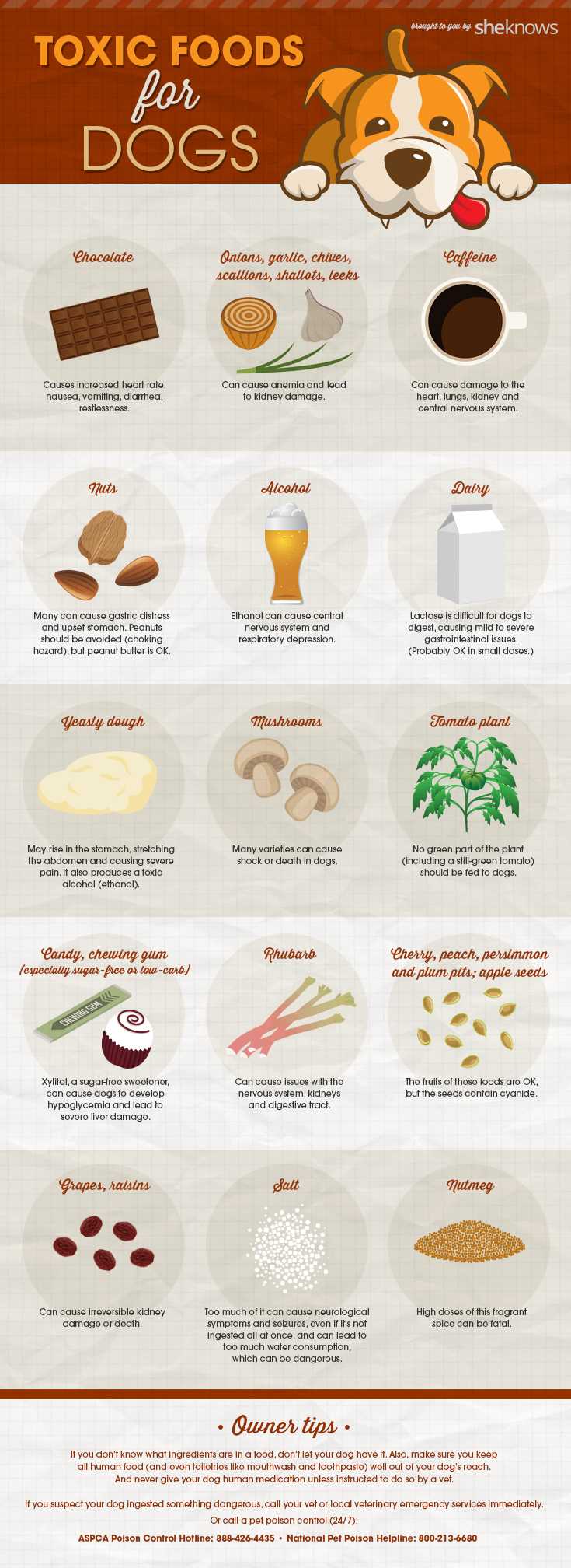 printable list of toxic foods for cats printable list of toxic foods for cats
