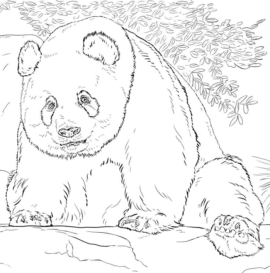 printable panda coloring pages