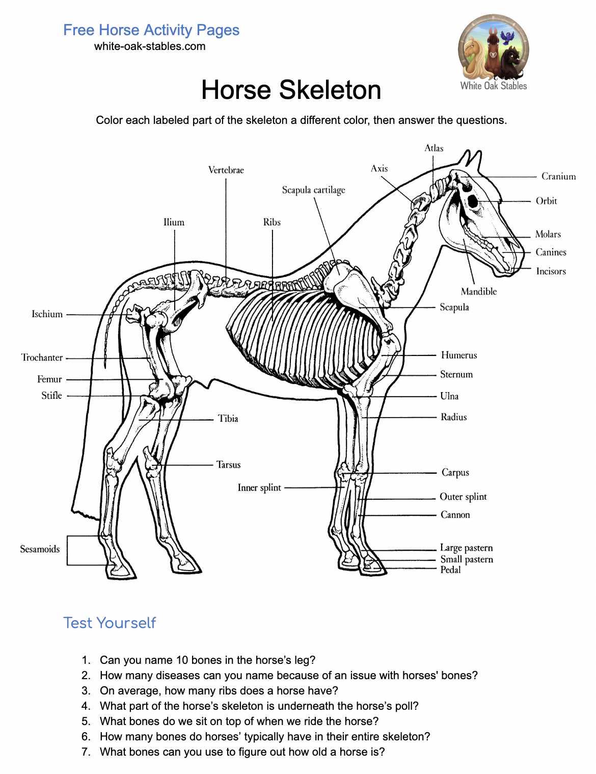 printable parts of the horse worksheet