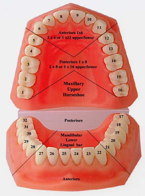 printable teeth numbers printable teeth numbers