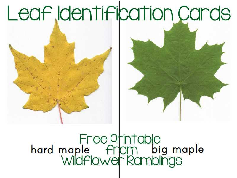 printable tree leaf identification chart printable tree leaf identification chart