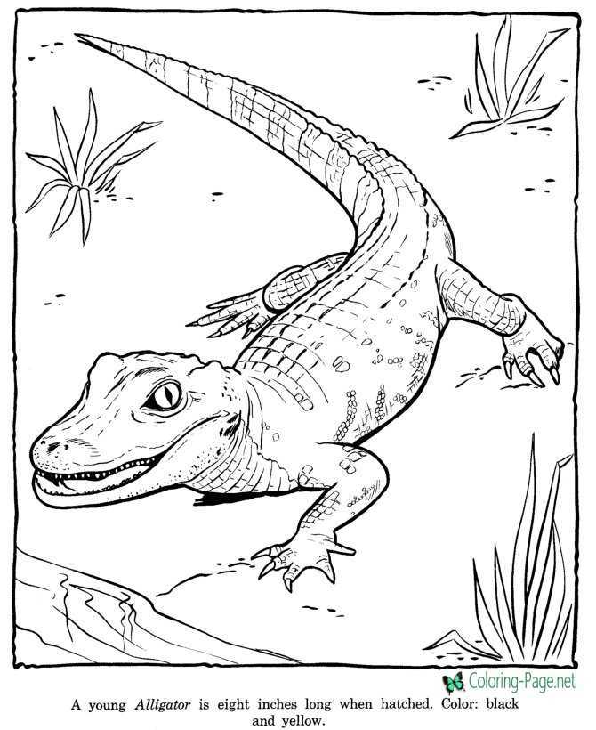 printable zoo coloring pages