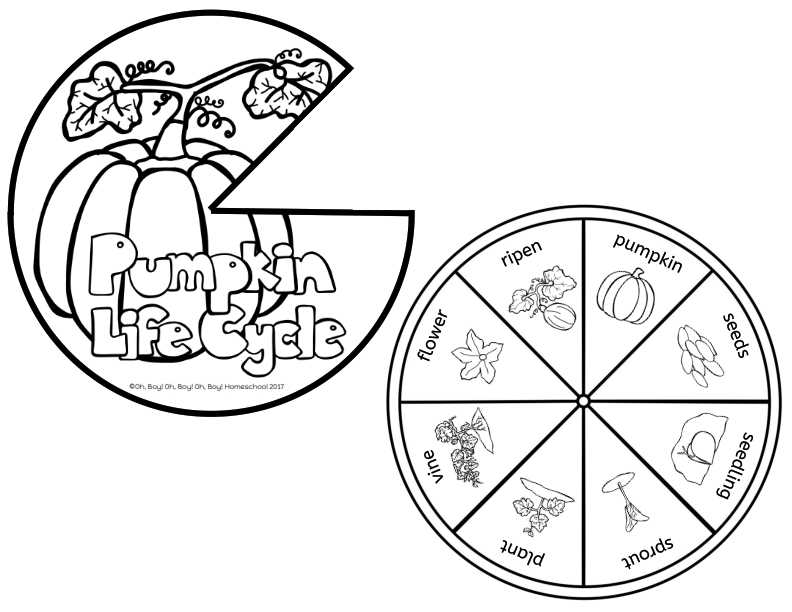 pumpkin life cycle free printable