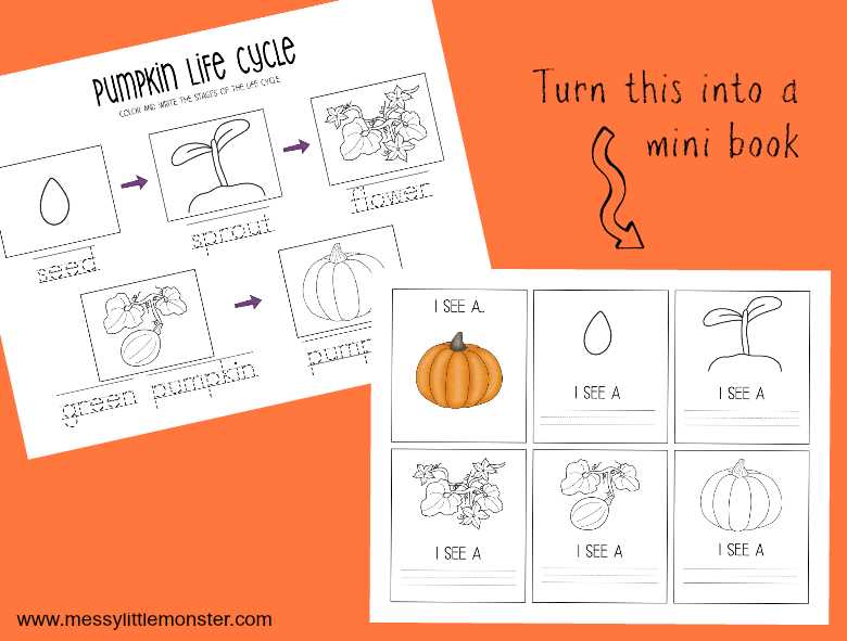 pumpkin life cycle free printable