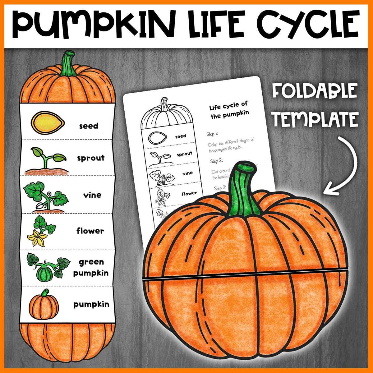 pumpkin life cycle printable pumpkin life cycle printable