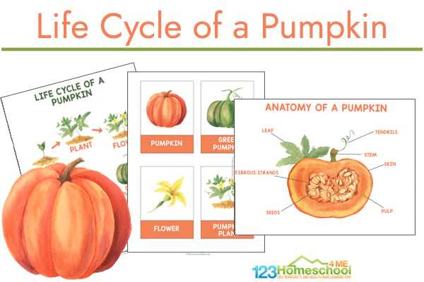 printable pumpkin activities