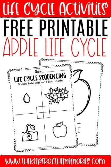 apple life cycle printable apple life cycle printable