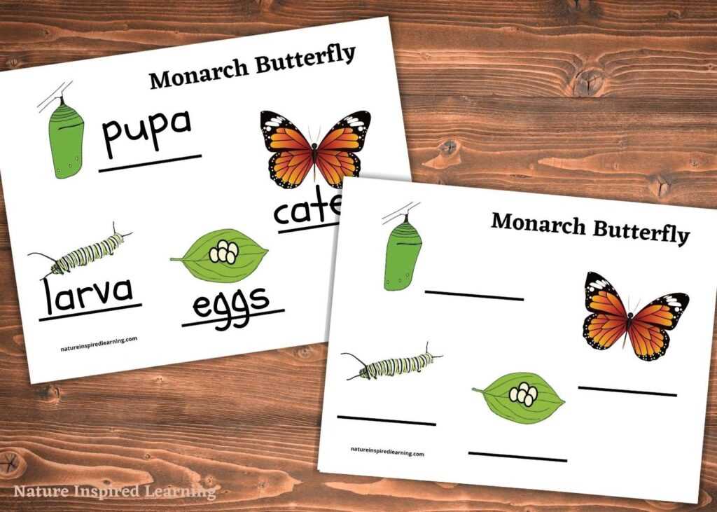 butterfly life cycle worksheet printable