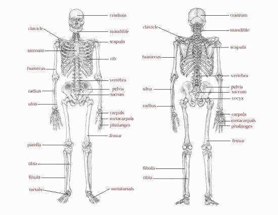 skeletal system printable worksheets skeletal system printable worksheets