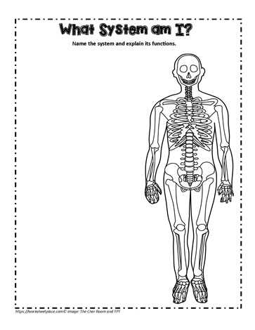 skeletal system printable worksheets skeletal system printable worksheets