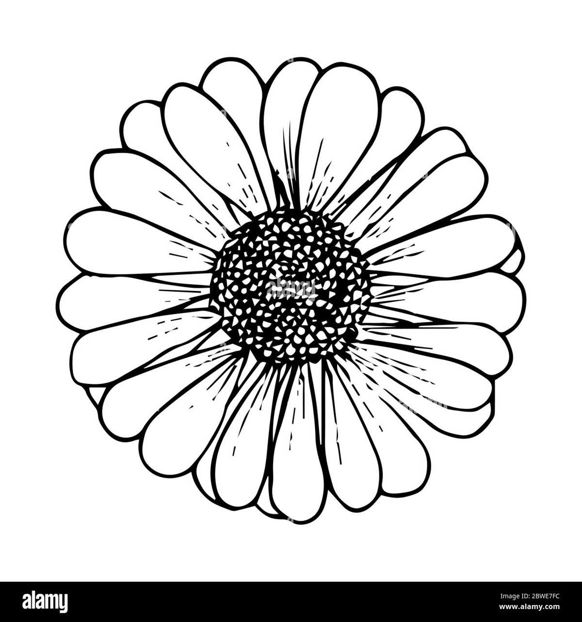 daisy flower printables daisy flower printables