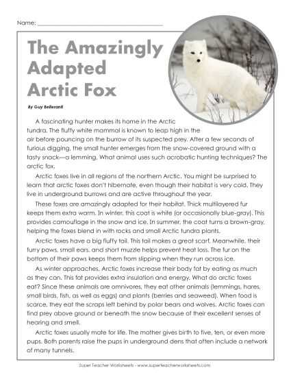 arctic fox printable arctic fox printable