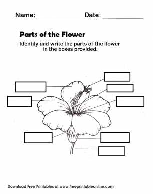 free printable parts of a flower worksheet free printable parts of a flower worksheet