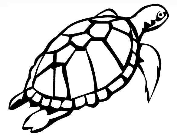 printable turtle template