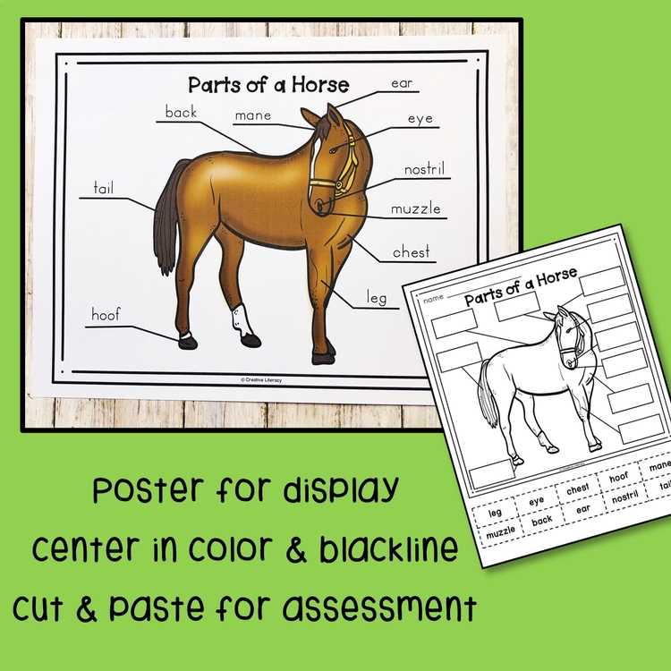 printable parts of the horse worksheet