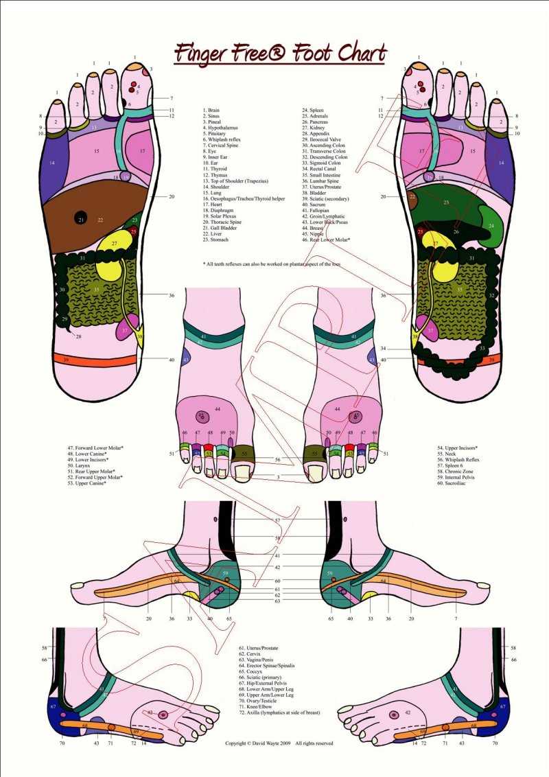 printable reflexology foot chart printable reflexology foot chart