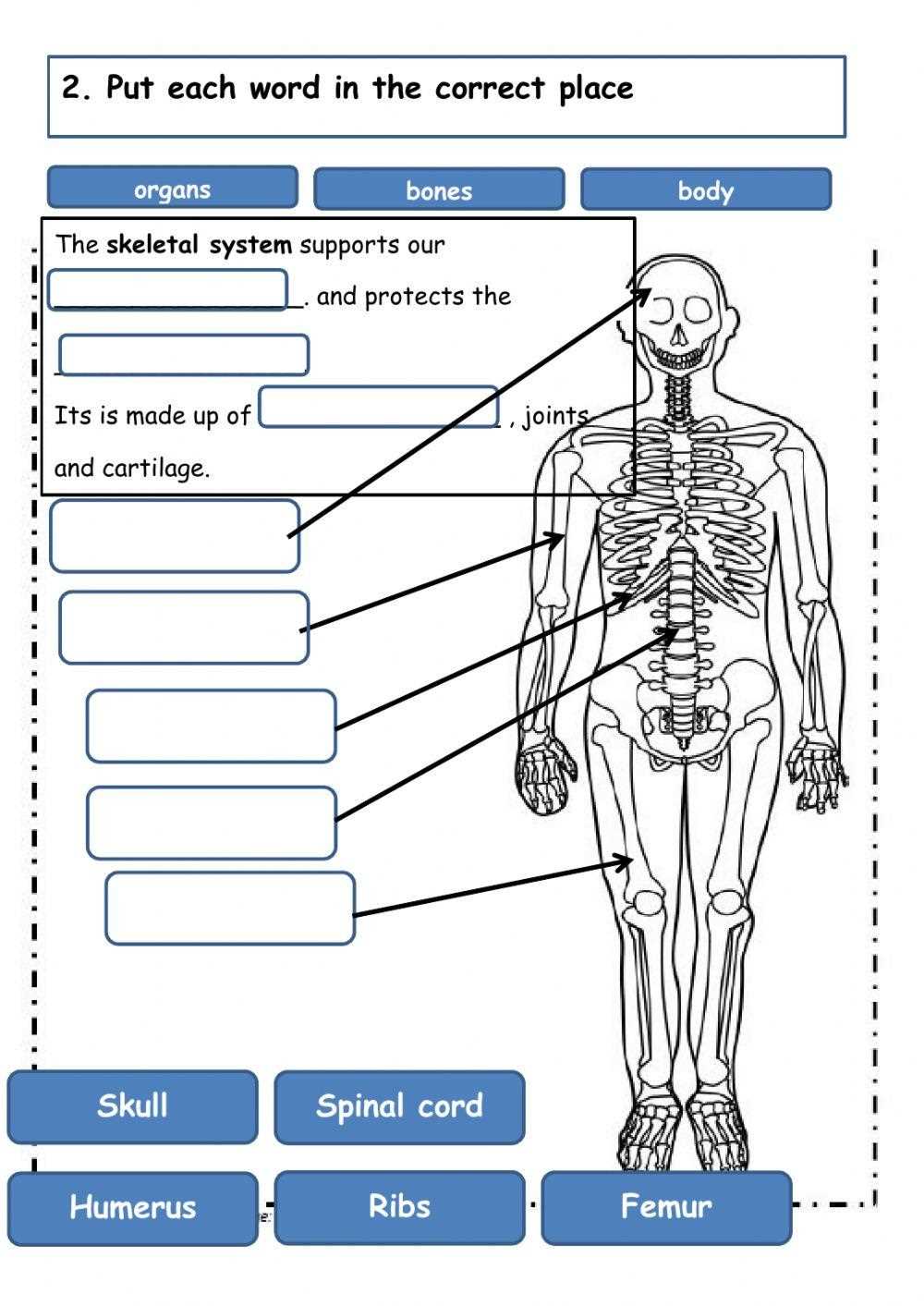 skeletal system printable worksheets skeletal system printable worksheets